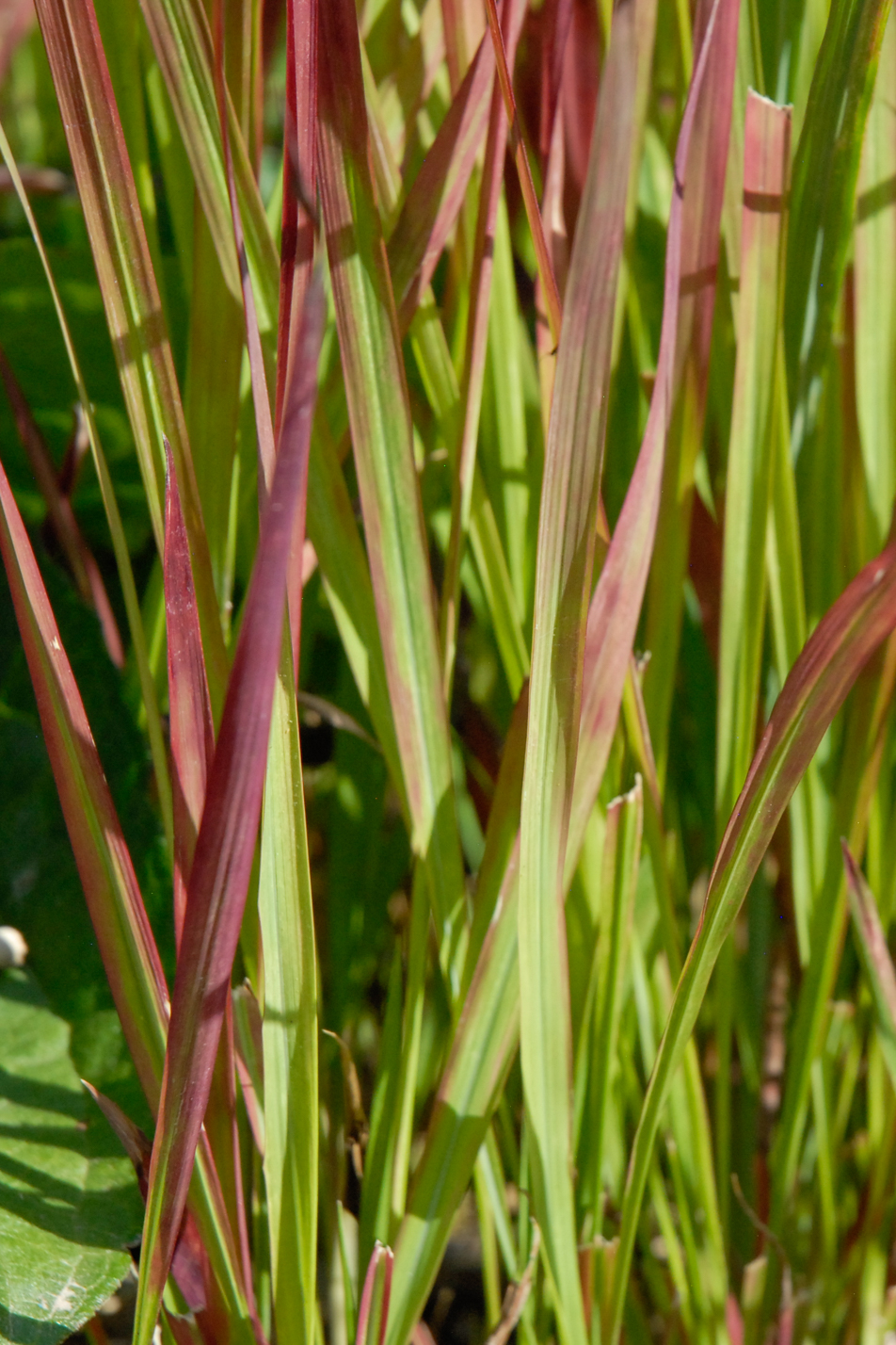 Japanese Blood Grass